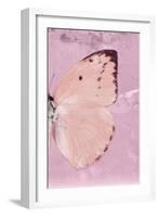 Miss Butterfly Catopsilia Profil - Pale Violet-Philippe Hugonnard-Framed Photographic Print