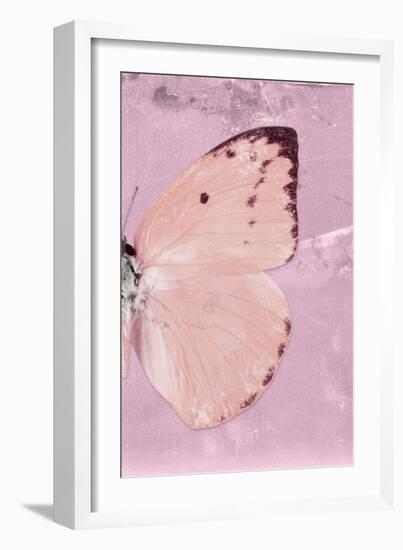 Miss Butterfly Catopsilia Profil - Pale Violet-Philippe Hugonnard-Framed Photographic Print