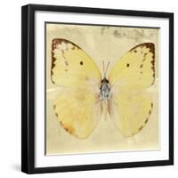 Miss Butterfly Catopsilia Sq - Gold-Philippe Hugonnard-Framed Photographic Print