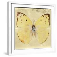 Miss Butterfly Catopsilia Sq - Gold-Philippe Hugonnard-Framed Photographic Print