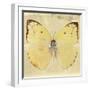 Miss Butterfly Catopsilia Sq - Gold-Philippe Hugonnard-Framed Photographic Print