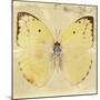 Miss Butterfly Catopsilia Sq - Gold-Philippe Hugonnard-Mounted Photographic Print