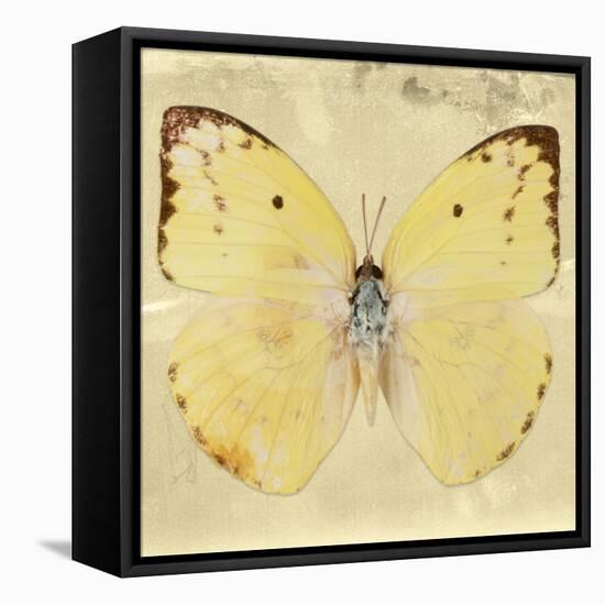 Miss Butterfly Catopsilia Sq - Gold-Philippe Hugonnard-Framed Stretched Canvas