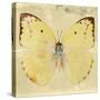 Miss Butterfly Catopsilia Sq - Gold-Philippe Hugonnard-Stretched Canvas