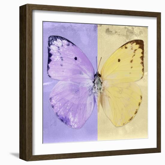 Miss Butterfly Catopsilia Sq - Mauve & Gold-Philippe Hugonnard-Framed Photographic Print