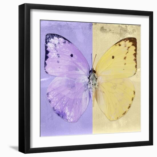 Miss Butterfly Catopsilia Sq - Mauve & Gold-Philippe Hugonnard-Framed Photographic Print