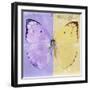 Miss Butterfly Catopsilia Sq - Mauve & Gold-Philippe Hugonnard-Framed Photographic Print