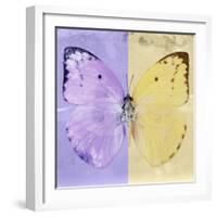 Miss Butterfly Catopsilia Sq - Mauve & Gold-Philippe Hugonnard-Framed Photographic Print