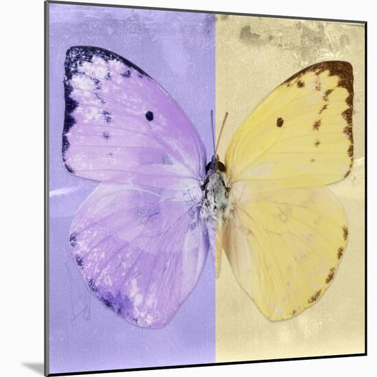 Miss Butterfly Catopsilia Sq - Mauve & Gold-Philippe Hugonnard-Mounted Photographic Print