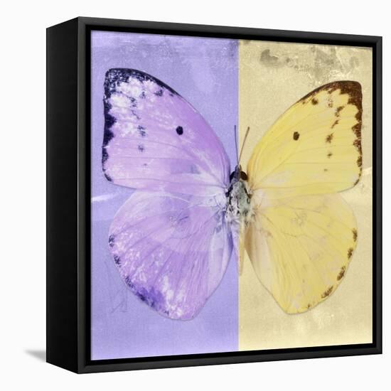 Miss Butterfly Catopsilia Sq - Mauve & Gold-Philippe Hugonnard-Framed Stretched Canvas
