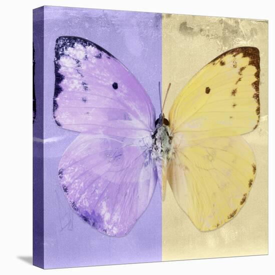 Miss Butterfly Catopsilia Sq - Mauve & Gold-Philippe Hugonnard-Stretched Canvas