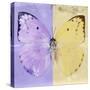 Miss Butterfly Catopsilia Sq - Mauve & Gold-Philippe Hugonnard-Stretched Canvas