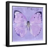 Miss Butterfly Catopsilia Sq - Mauve-Philippe Hugonnard-Framed Photographic Print
