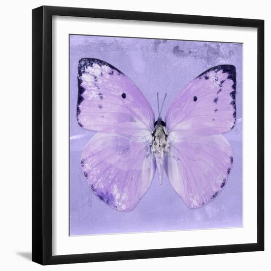 Miss Butterfly Catopsilia Sq - Mauve-Philippe Hugonnard-Framed Photographic Print