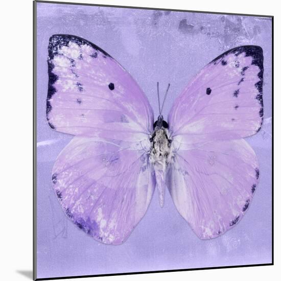 Miss Butterfly Catopsilia Sq - Mauve-Philippe Hugonnard-Mounted Photographic Print