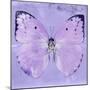 Miss Butterfly Catopsilia Sq - Mauve-Philippe Hugonnard-Mounted Photographic Print