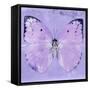 Miss Butterfly Catopsilia Sq - Mauve-Philippe Hugonnard-Framed Stretched Canvas