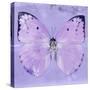 Miss Butterfly Catopsilia Sq - Mauve-Philippe Hugonnard-Stretched Canvas