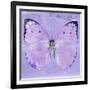 Miss Butterfly Catopsilia Sq - Mauve-Philippe Hugonnard-Framed Photographic Print