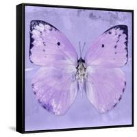 Miss Butterfly Catopsilia Sq - Mauve-Philippe Hugonnard-Framed Stretched Canvas