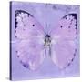 Miss Butterfly Catopsilia Sq - Mauve-Philippe Hugonnard-Stretched Canvas
