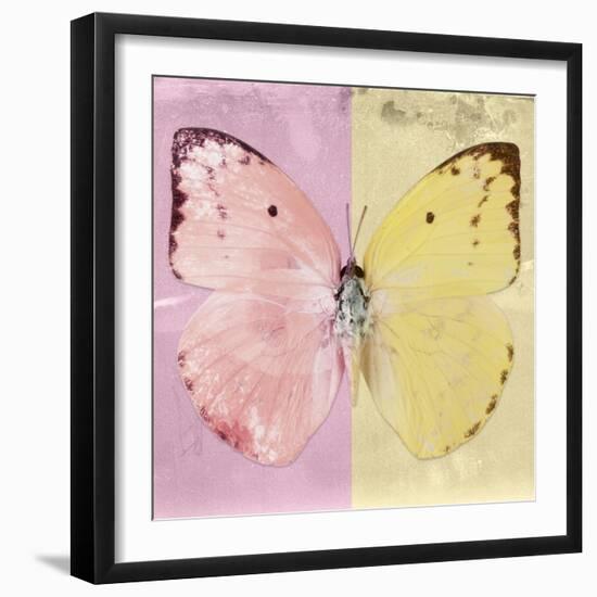 Miss Butterfly Catopsilia Sq - Pale Violet & Gold-Philippe Hugonnard-Framed Photographic Print