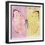 Miss Butterfly Catopsilia Sq - Pale Violet & Gold-Philippe Hugonnard-Framed Photographic Print