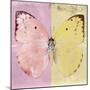 Miss Butterfly Catopsilia Sq - Pale Violet & Gold-Philippe Hugonnard-Mounted Photographic Print