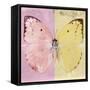 Miss Butterfly Catopsilia Sq - Pale Violet & Gold-Philippe Hugonnard-Framed Stretched Canvas