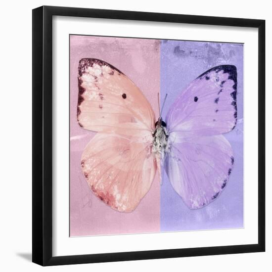 Miss Butterfly Catopsilia Sq - Pale Violet & Mauve-Philippe Hugonnard-Framed Photographic Print