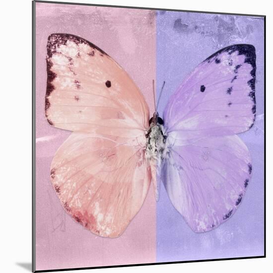 Miss Butterfly Catopsilia Sq - Pale Violet & Mauve-Philippe Hugonnard-Mounted Photographic Print