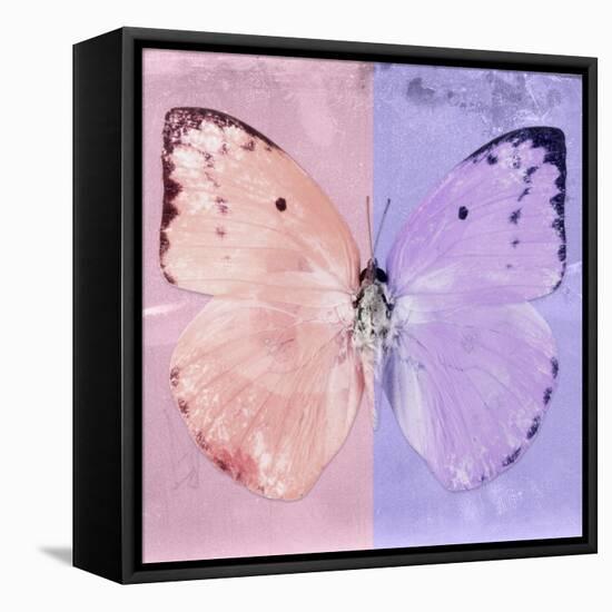 Miss Butterfly Catopsilia Sq - Pale Violet & Mauve-Philippe Hugonnard-Framed Stretched Canvas