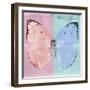 Miss Butterfly Catopsilia Sq - Pale Violet & Turquoise-Philippe Hugonnard-Framed Photographic Print