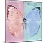 Miss Butterfly Catopsilia Sq - Pale Violet & Turquoise-Philippe Hugonnard-Mounted Photographic Print