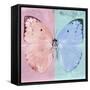 Miss Butterfly Catopsilia Sq - Pale Violet & Turquoise-Philippe Hugonnard-Framed Stretched Canvas