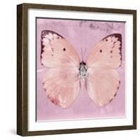 Miss Butterfly Catopsilia Sq - Pale Violet-Philippe Hugonnard-Framed Photographic Print