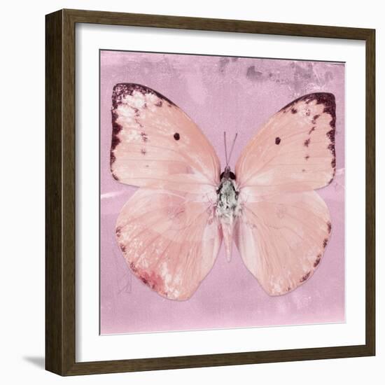 Miss Butterfly Catopsilia Sq - Pale Violet-Philippe Hugonnard-Framed Photographic Print