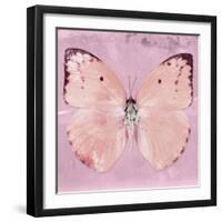 Miss Butterfly Catopsilia Sq - Pale Violet-Philippe Hugonnard-Framed Photographic Print