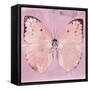 Miss Butterfly Catopsilia Sq - Pale Violet-Philippe Hugonnard-Framed Stretched Canvas