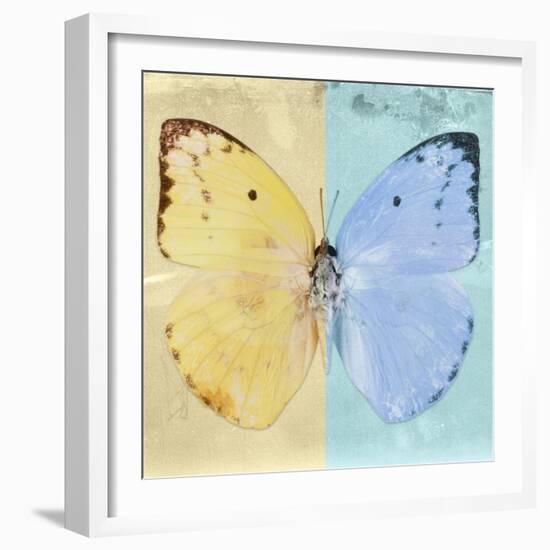 Miss Butterfly Catopsilia Sq - Turquoise & Gold-Philippe Hugonnard-Framed Photographic Print