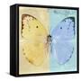 Miss Butterfly Catopsilia Sq - Turquoise & Gold-Philippe Hugonnard-Framed Stretched Canvas