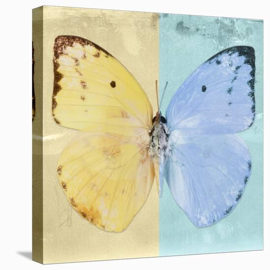 Miss Butterfly Catopsilia Sq - Turquoise & Gold-Philippe Hugonnard-Stretched Canvas