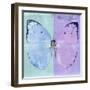 Miss Butterfly Catopsilia Sq - Turquoise & Mauve-Philippe Hugonnard-Framed Photographic Print