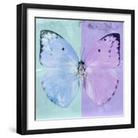Miss Butterfly Catopsilia Sq - Turquoise & Mauve-Philippe Hugonnard-Framed Photographic Print
