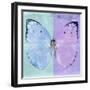 Miss Butterfly Catopsilia Sq - Turquoise & Mauve-Philippe Hugonnard-Framed Photographic Print