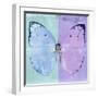 Miss Butterfly Catopsilia Sq - Turquoise & Mauve-Philippe Hugonnard-Framed Photographic Print