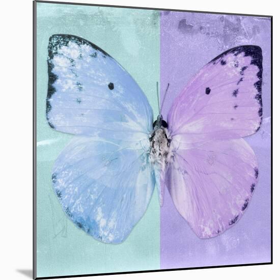 Miss Butterfly Catopsilia Sq - Turquoise & Mauve-Philippe Hugonnard-Mounted Photographic Print