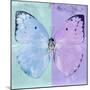 Miss Butterfly Catopsilia Sq - Turquoise & Mauve-Philippe Hugonnard-Mounted Photographic Print