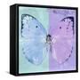 Miss Butterfly Catopsilia Sq - Turquoise & Mauve-Philippe Hugonnard-Framed Stretched Canvas