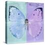 Miss Butterfly Catopsilia Sq - Turquoise & Mauve-Philippe Hugonnard-Stretched Canvas